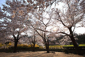 20140422_hanami03.jpg